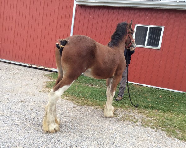 Zuchtstute Zorra Highland Gracie (Clydesdale, 2014, von Doura Above All)