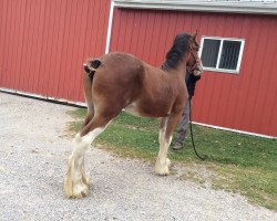 broodmare Zorra Highland Gracie (Clydesdale, 2014, from Doura Above All)