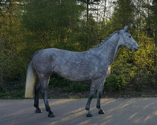 jumper Cosmea (German Sport Horse, 2010, from Cancoon)