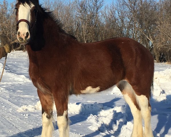 horse Hill Topper Page's Tina (Clydesdale, 2016, from Zorra Highland Above's Sandman)