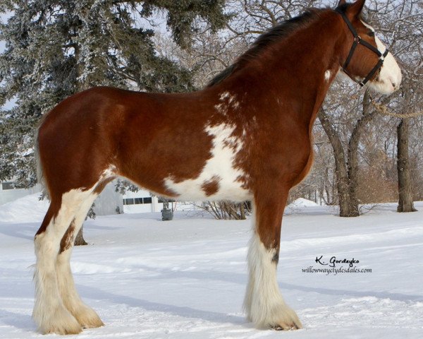 horse Hill Topper Erin's Shelagh (Clydesdale, 2016, from Zorra Highland Above's Sandman)