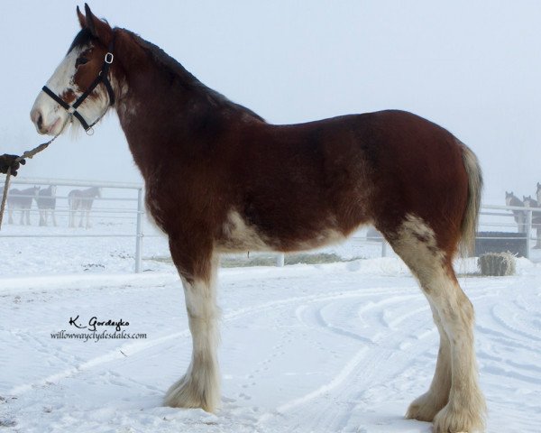 horse Hill Topper Page's Lynn (Clydesdale, 2017, from Zorra Highland Above's Sandman)