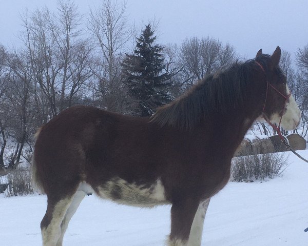 Pferd Westerdale Ideal's Ike (Clydesdale, 2018, von Willow Way Ideal)