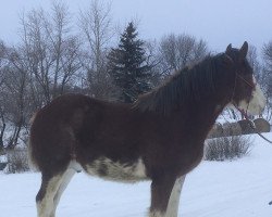 horse Westerdale Ideal's Ike (Clydesdale, 2018, from Willow Way Ideal)