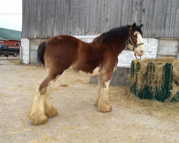 broodmare Zorra Highland Lucinda (Clydesdale, 2007, from Doura Rising Star)