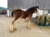 Zuchtstute Zorra Highland Lucinda (Clydesdale, 2007, von Doura Rising Star)