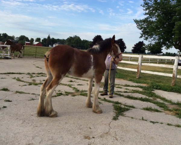 Zuchtstute Zorra Highland Brandy (Clydesdale, 2015, von Doura Above All)