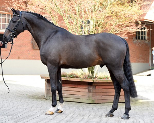 stallion Cartiano 3 (Holsteiner, 2009, from Caretino)