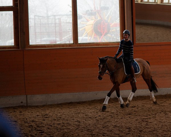 dressage horse Ziro Blue (Danish Warmblood, 2009, from Zack)