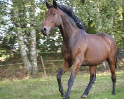 horse Lotusblume (German Sport Horse, 2007, from Lambourghini)