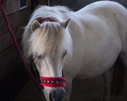 horse Mosa (Shetland Pony, 2007, from Karat vom Kellerberg)