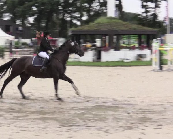 Reitturnier Datteln 2015