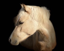 dressage horse Golden Great Grandeur (German Riding Pony, 2018, from Golden Danny T)