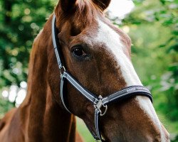 horse Playboy-J (KWPN (Royal Dutch Sporthorse), 1989, from Purioso)