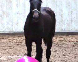 broodmare Faustina (Oldenburg, 2019, from Faustinus)