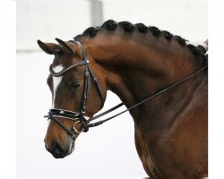 stallion Wischhoffs O lá lá (German Riding Pony, 2015, from High Flow's Oxford)