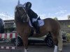 dressage horse Hugo Boss 17 (Czech Warmblood, 2011)