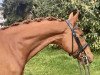 dressage horse Jamiro Mz (Westphalian, 2012, from Jazz)