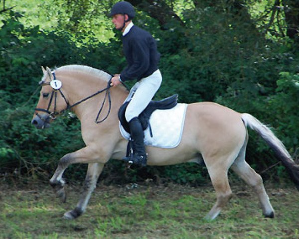 stallion Dalbyn (Fjord Horse, 2005, from Dylan)