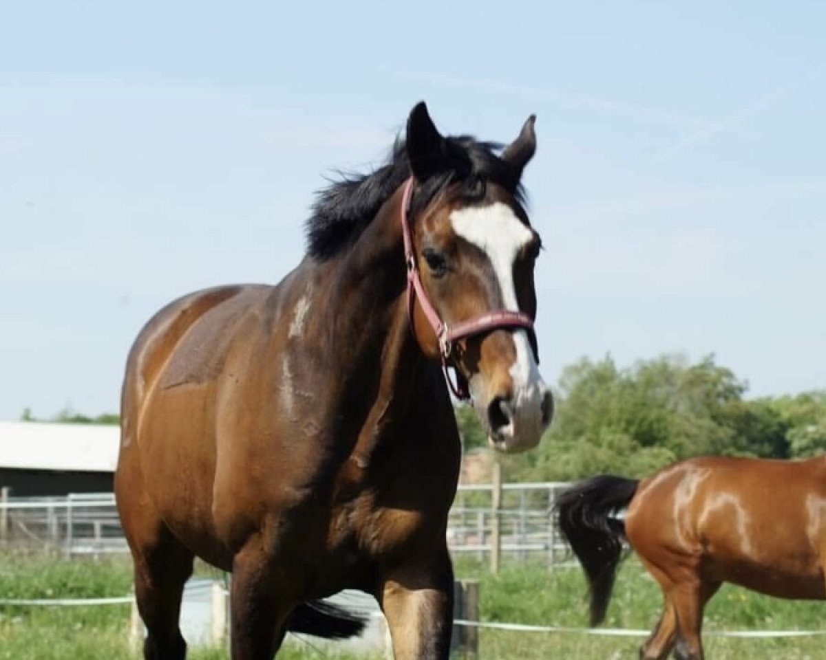 Springpferd Frodo 54 (Hannoveraner, 2002, von Frenchman I)