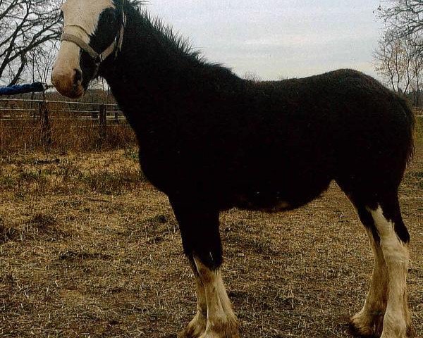 horse Denlyn's Royal Freedom Lynn (Clydesdale, 2014, from Freedom Royal Elliot)