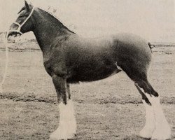 broodmare Torrs Rowan (Clydesdale, 1991, from Torrs Trueform)