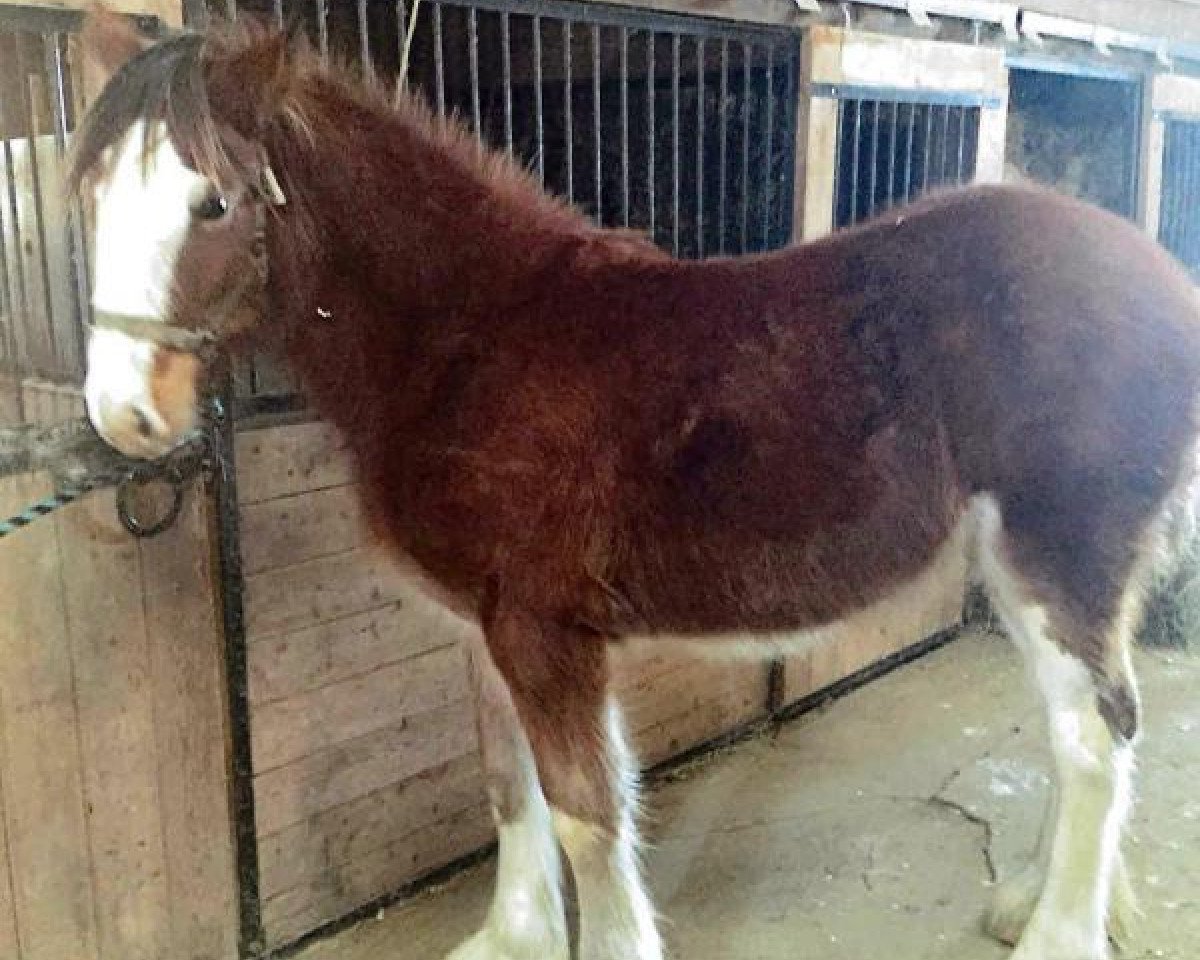 horse Denlyn's Royal Freedom Dolly (Clydesdale, 2015, from Freedom Royal Elliot)