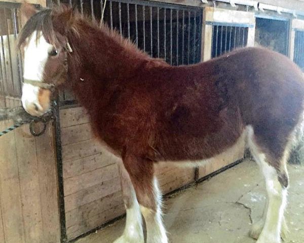 Pferd Denlyn's Royal Freedom Dolly (Clydesdale, 2015, von Freedom Royal Elliot)