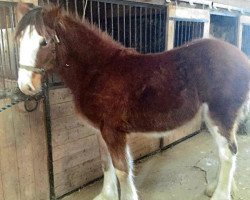 horse Denlyn's Royal Freedom Dolly (Clydesdale, 2015, from Freedom Royal Elliot)