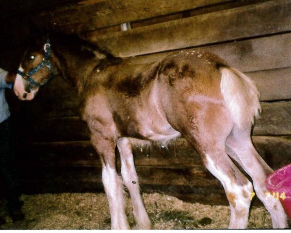 Pferd Crabapple Hollow Freedom (Clydesdale, 2014, von North Star Spirit of America)