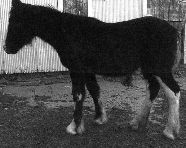 Pferd Homestead Brandy Mae (Clydesdale, 2013, von Brand AAA's First King)