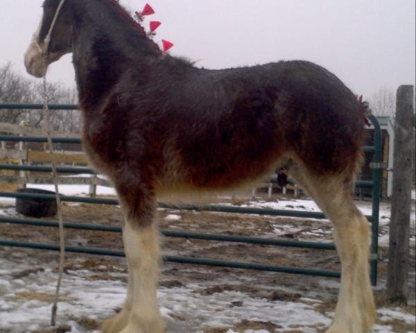 horse Greenwood Thunder's Harris (Clydesdale, 2012, from Alamar L.S. Thunder)