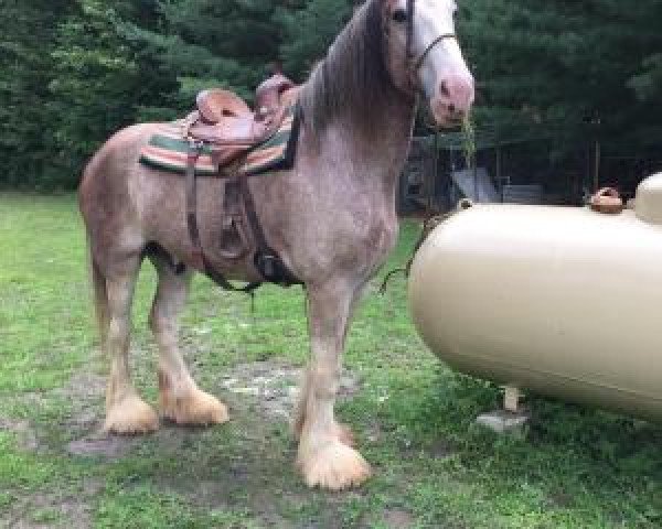 Pferd Greenwood's Max's Hanover (Clydesdale, 2012, von Solomon's Maximus)