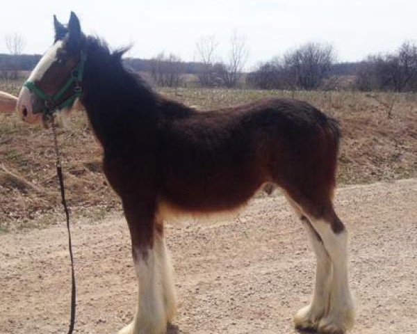 Pferd Greenwood Chaz's Master (Clydesdale, 2017, von Greenwood Isabelle's Chaz)