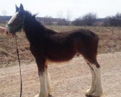 horse Greenwood Chaz's Master (Clydesdale, 2017, from Greenwood Isabelle's Chaz)