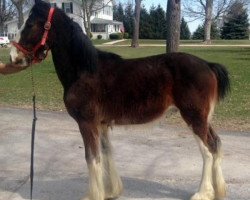 Pferd Greenwood Chaz's Michael (Clydesdale, 2017, von Greenwood Isabelle's Chaz)