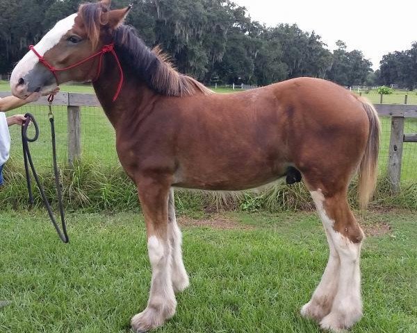 horse Greenwood Chaz's Mickey (Clydesdale, 2017, from Greenwood Isabelle's Chaz)