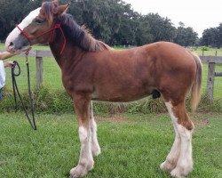 horse Greenwood Chaz's Mickey (Clydesdale, 2017, from Greenwood Isabelle's Chaz)