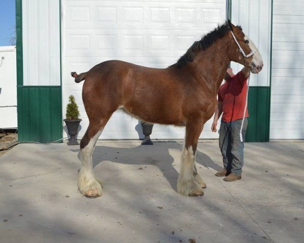 Zuchtstute Greenwood Thunder's Hailey (Clydesdale, 2012, von Alamar L.S. Thunder)