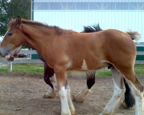 Pferd Greenwood Scot's Independence (Clydesdale, 2013, von Middlebank Prince Charlie)