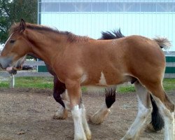 Pferd Greenwood Scot's Independence (Clydesdale, 2013, von Middlebank Prince Charlie)