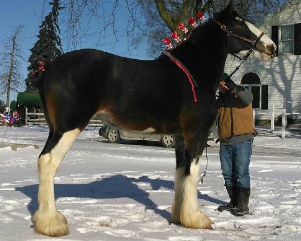 Pferd Greenwood Scot's Hillary (Clydesdale, 2012, von Middlebank Prince Charlie)