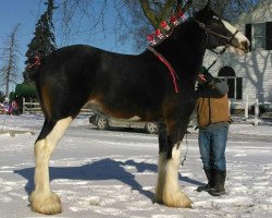 Pferd Greenwood Scot's Hillary (Clydesdale, 2012, von Middlebank Prince Charlie)