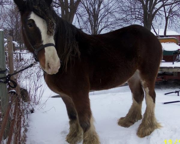 horse Boulder Bluff York (Clydesdale, 2011, from Doura Dominator)