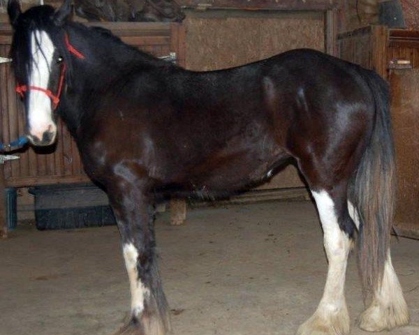 horse Boulder Bluff Yakira (Clydesdale, 2013, from Doura Dominator)