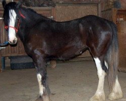 Pferd Boulder Bluff Yakira (Clydesdale, 2013, von Doura Dominator)