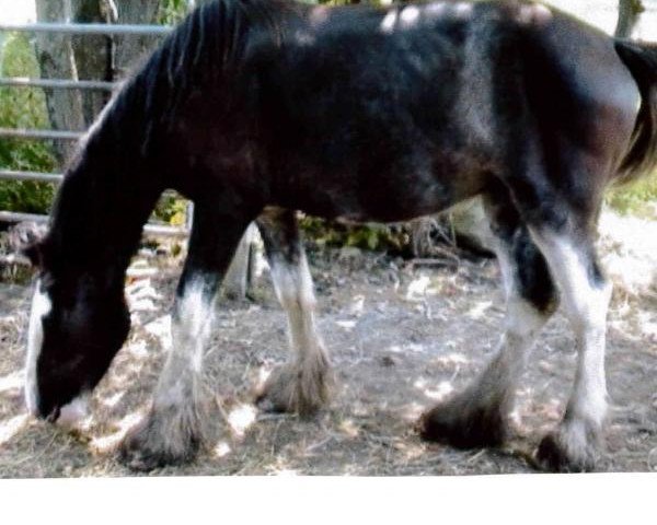 horse Boulder Bluff Tonya (Clydesdale, 2011, from Renaissance Prince Avery)