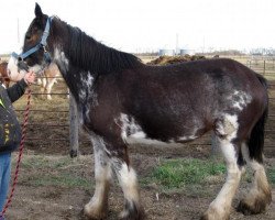 horse Boulder Bluff Shine (Clydesdale, 2008, from Glencairn Castle Commander)