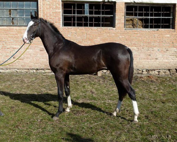 horse Rarog (Akhal-Teke, 2013, from Piastr)