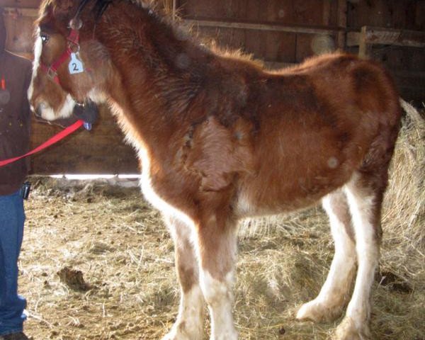 Zuchtstute Boulder Bluff Sadie (Clydesdale, 2012, von Hatfield Majestic)